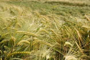 Satellite data helps protect Southeast Asian rice farmers’ livelihood